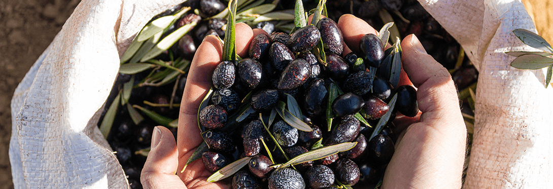 23 08 Cs Californiaoliveranch Site web